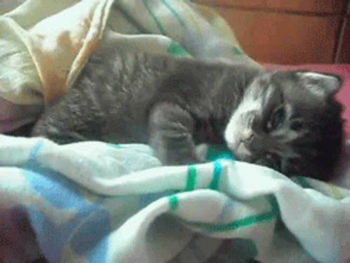 Kitty Nap GIF - Kitty Nap Nap Time GIFs