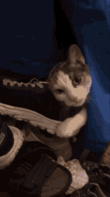 Dajmkorven Cat GIF - Dajmkorven Cat Shoe GIFs