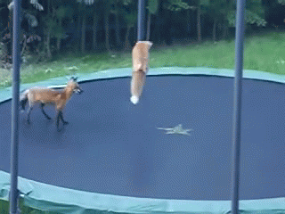 Hangtime! GIF - Fox Jump Bounce GIFs
