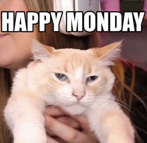 Happy Monday Grumpy Cat GIF - Happy Monday Grumpy Cat Siamese Cat GIFs