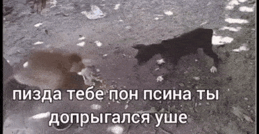 a black and white photo of a dog and a rat with russian writing on the bottom .