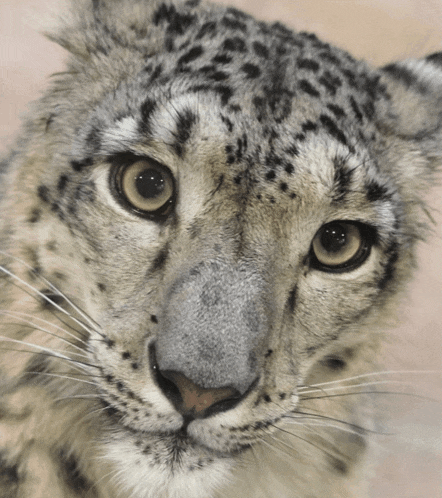 a close up of a leopard 's face with a brown eye