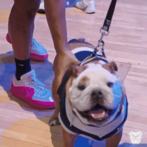 a person is holding a dog on a leash on a basketball court .