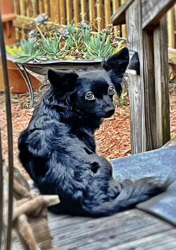 a black dog is laying down on a wooden deck