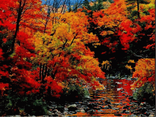 Autumn River GIF - Autumn River GIFs