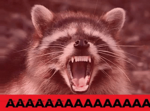 Racoon Screaming GIF - Racoon Screaming Aaaaaaaaaaaaa GIFs