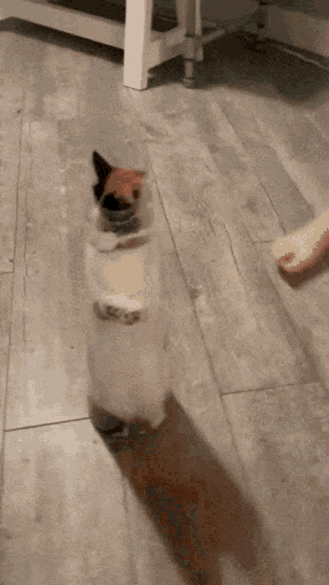 Cat Tube GIF - Cat Tube Trapped GIFs