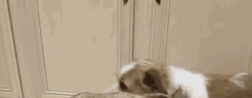 a brown and white dog is standing on its hind legs on a counter .