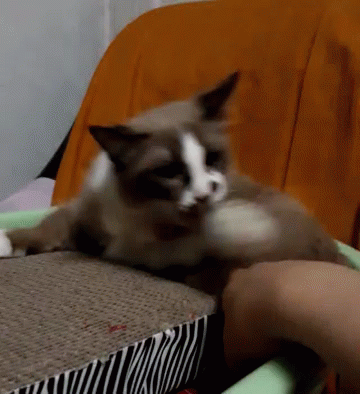 Kittens Cats GIF - Kittens Cats Bite GIFs