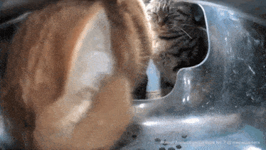 a cat is looking through a hole in a clear plastic container ..