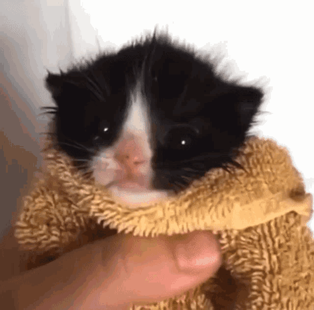a black and white kitten is wrapped in a towel and being held by a person .