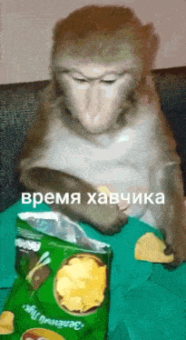 a monkey is sitting on a couch next to a bag of potato chips .