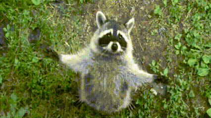 a raccoon is standing on its hind legs in the grass looking up at the camera .
