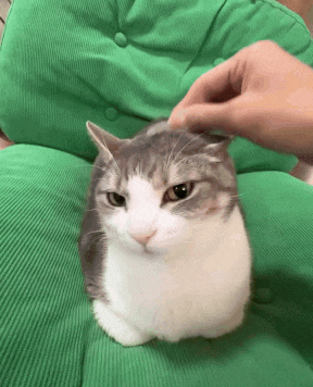 a person petting a cat 's head on a green cushion