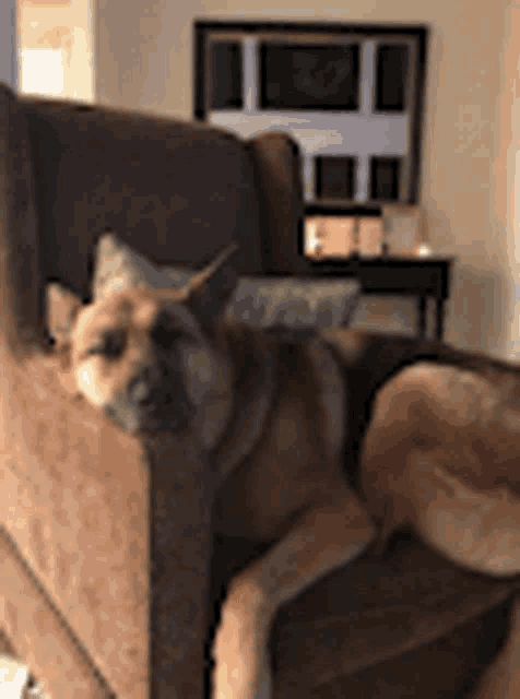 a brown dog is laying on a brown chair in a living room