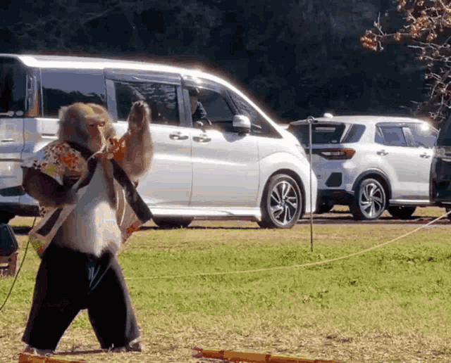 a monkey is standing in front of a white suv
