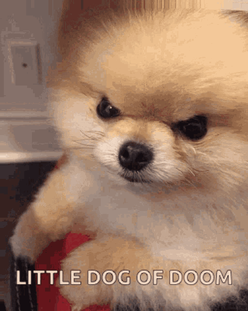 Angry Dog GIF - Angry Dog Lmao GIFs