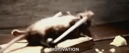 Workout Rat GIF - Workout Rat Motivation GIFs