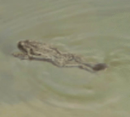 Frog Swim GIF - Frog Swim Freestyle Swim GIFs