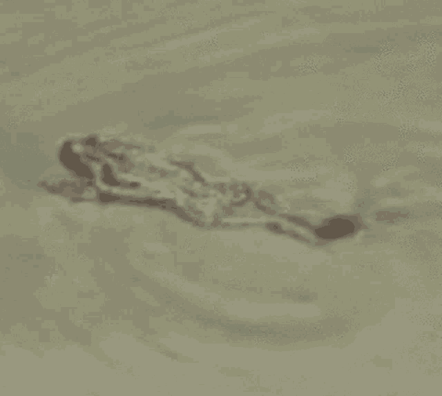 a small frog is swimming in a pond