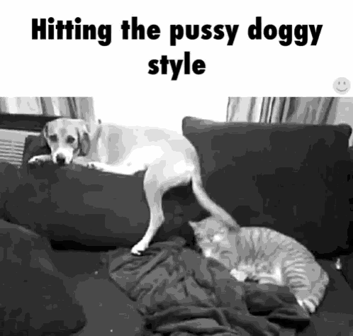 a dog and a cat are laying on a couch and the dog is hitting the pussy doggy style .