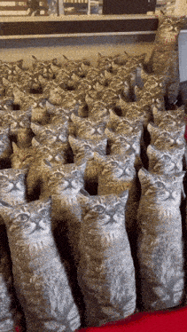 Find The Odd Cat GIF - Find The Odd Cat Cats GIFs