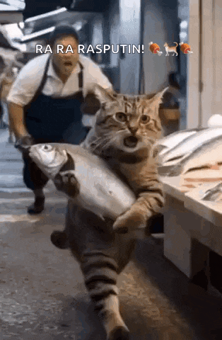 a cat is carrying a large fish in its mouth while a man runs behind it .