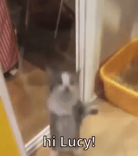 Hi Lucy Cat Lucy GIF - Hi Lucy Lucy Cat Lucy GIFs