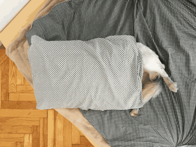 a dog laying under a pillow on a checkered bedspread