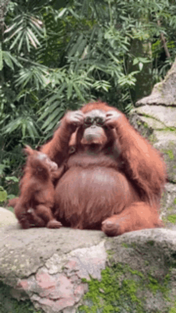 Stinkpookie Orangutang GIF