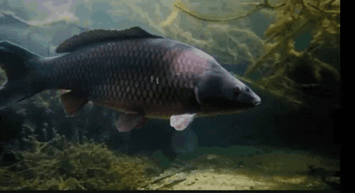 a large fish is swimming in a body of water surrounded by algae .
