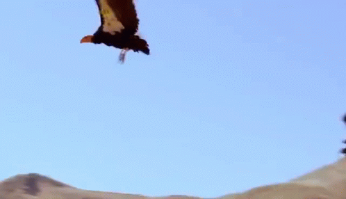 Condor Vulture GIF - Condor Vulture Bird GIFs