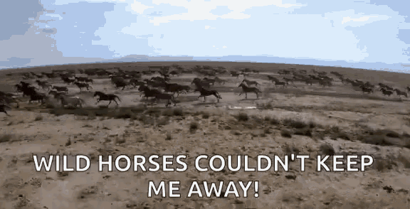 Horses Running GIF - Horses Running Galloping GIFs