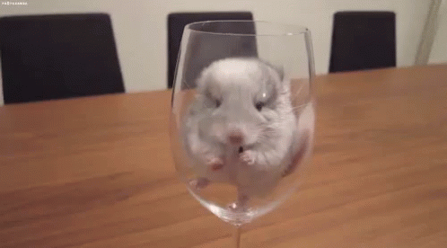 Animalitos GIF - Hamster In Glass GIFs