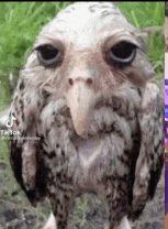 a close up of a bird 's face with a long beak .