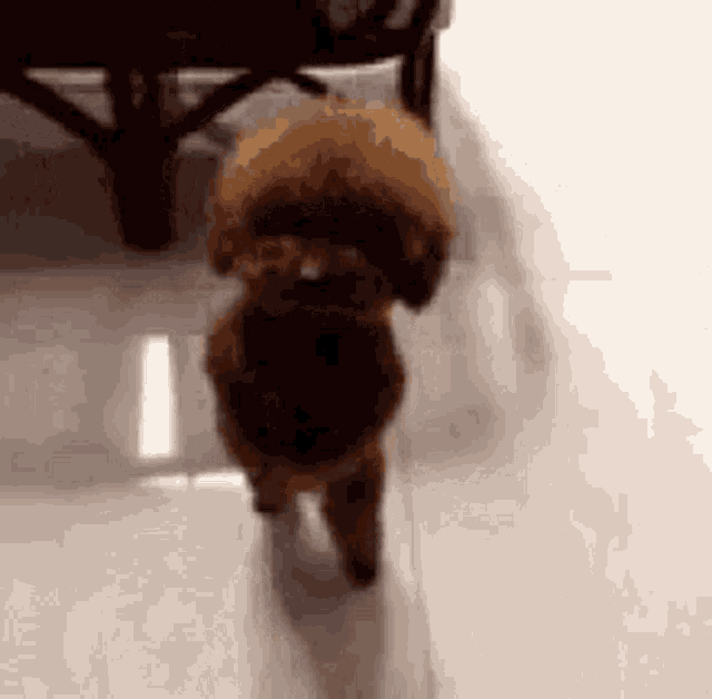 Dogs Playtime GIF - Dogs Playtime GIFs
