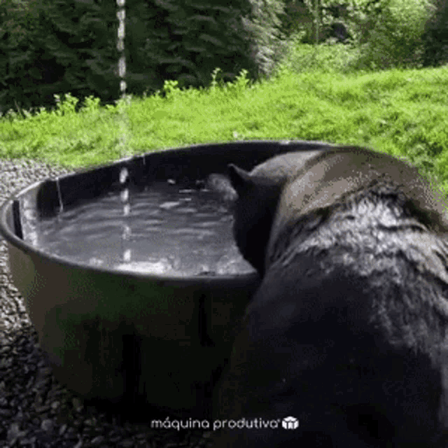 a black dog is drinking water from a large bucket