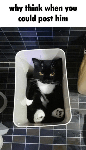a black and white cat is sitting in a white trash can
