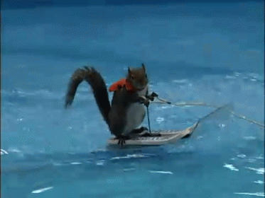 Twiggy The Water Skiing Squirrel GIF - Squirrel Water Skiing Funny GIFs