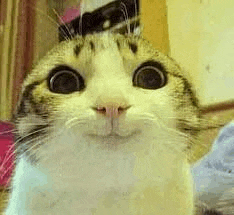 a close up of a cat 's face with big eyes .