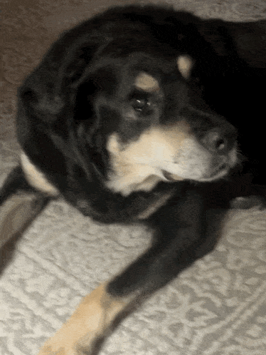 a black and brown dog is laying down on a bed
