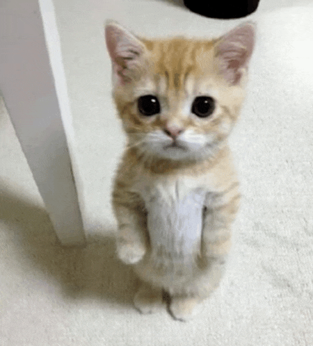 a small orange and white kitten standing on its hind legs looking at the camera .