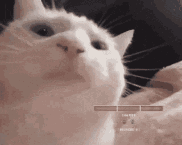 a close up of a white cat 's face with a blurred background .