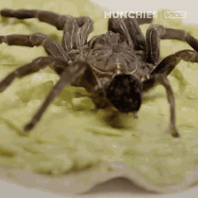 The Mexican Red Rump Taco Spider Taco GIF