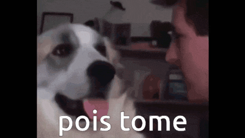 a dog is sniffing a man 's face and the words pois tome are visible in the background .