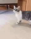 Cat Curious GIF - Cat Curious Play Time GIFs