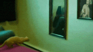 a cat is looking at itself in the mirror