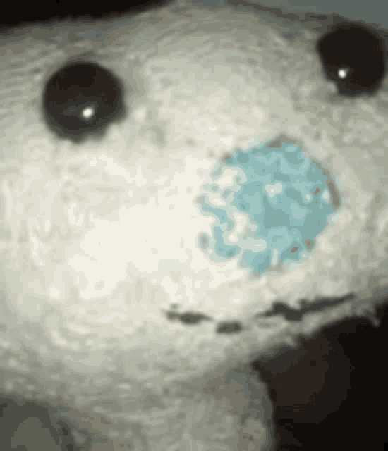 a close up of a stuffed animal with a blue nose and eyes .