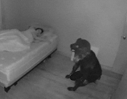 a black and white photo of a dog looking at a person sleeping in a bed .
