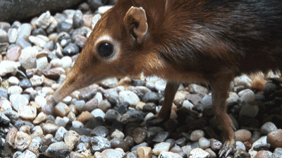a small brown animal with a long nose is standing on rocks